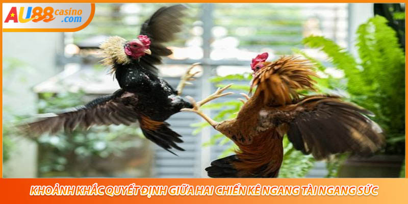 Khoảnh khắc quyết định giữa hai chiến kê ngang tài ngang sức